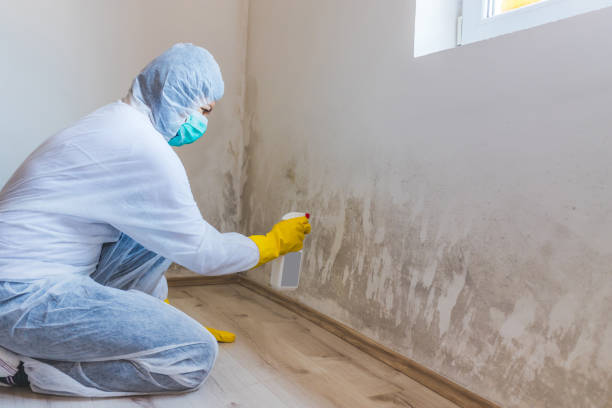 Licensed Black Mold Removal service in Medfield, MA - WQB Mold Removal