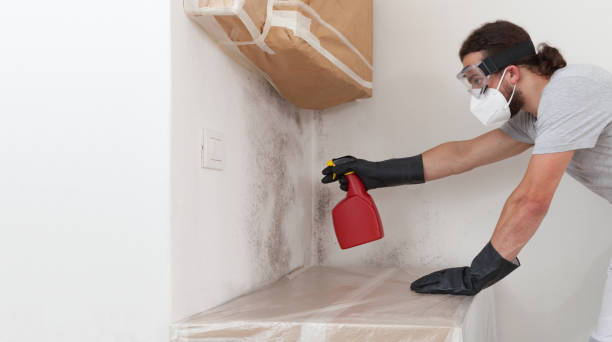 Professional Black Mold Removal technician working in Medfield, MA