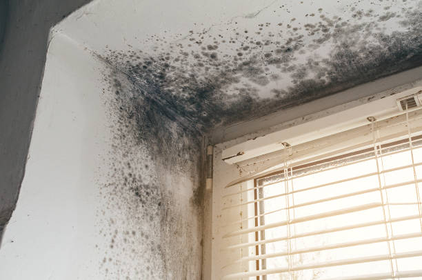 Affordable Black Mold Removal solutions in Medfield, MA